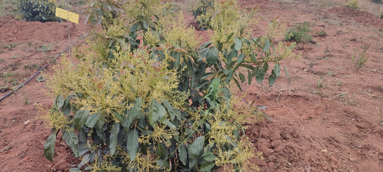 Shambani Green Gold nursery in Njombe