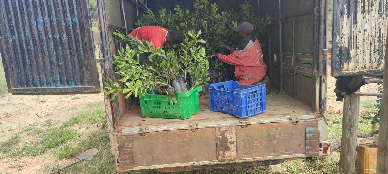 Plantation consultancy