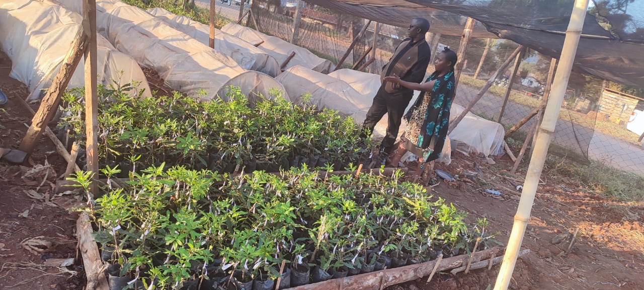 Seedlings ready for the field